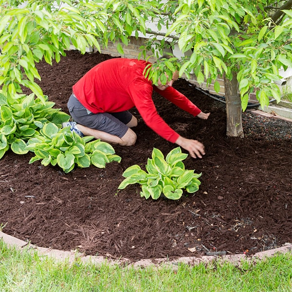 mulch installation mulch installation can help regulate soil temperature, protecting plants from extreme heat or cold